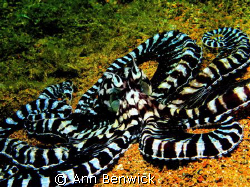 Mimic Octopus (Thermoctopus Mimicus) 
Taken in Anilao, B... by Ann Benwick 